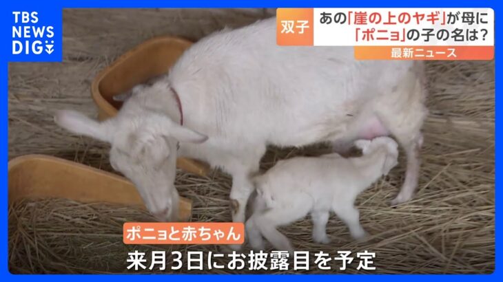 崖の上のヤギ「ポニョ」が双子のオスを出産　千葉・佐倉市が赤ちゃんの名前を募集｜TBS NEWS DIG
