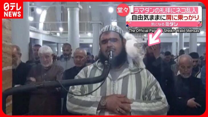 【ラマダン】礼拝にネコ乱入　お祈り中の男性に“飛び乗り”肩に…