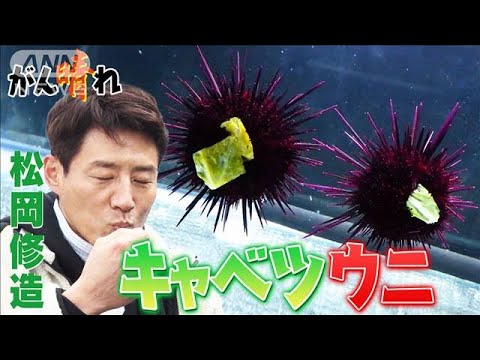 【松岡修造のみんながん晴れ】キャベツを食べるウニが漁師を救う(2023年4月8日)