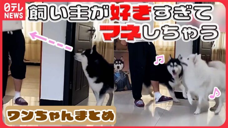 【犬のニュースでワンダフル！ライブ】「動物になりたい」本物そっくり着ぐるみ制作 / 散歩兼町の見守り”わんわんパトロール隊” / 犬の目にも“感動”で涙　など （日テレNEWS LIVE）