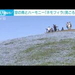 丘一面に咲く「ネモフィラ」　青い空と青いじゅうたん(2023年4月9日)