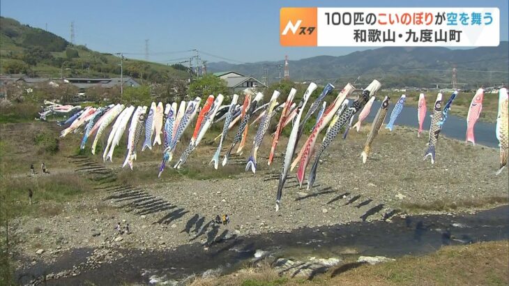 １００匹の「こいのぼり」が空に舞う　『こいのぼりの川渡し』和歌山・九度山町（2023年4月9日）