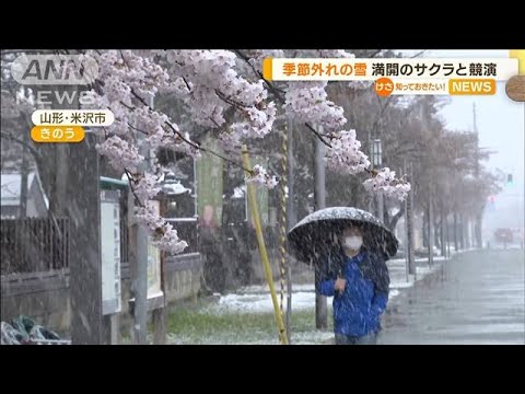 “季節外れの雪”満開の桜と競演…「貴重な経験」「珍しい」花見客も“冬の出で立ち”(2023年4月10日)