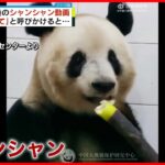【シャンシャン】中国返還後の動画初公開　「食べて」の呼びかけにタケノコほおばる　パンダ