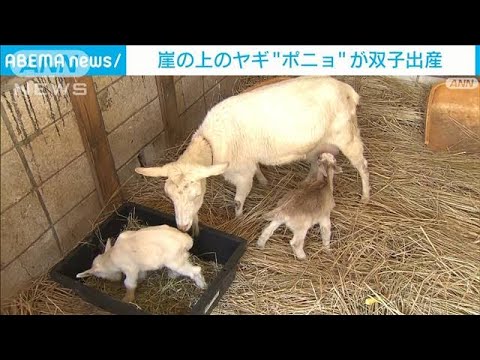 「崖の上のポニョ」がお母さんに　双子出産　赤ちゃんヤギの名前募集中　千葉・佐倉市(2023年4月10日)