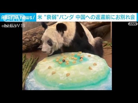 衰弱懸念の高齢パンダ・ヤーヤー　中国返還前に米動物園でお別れパーティー(2023年4月10日)