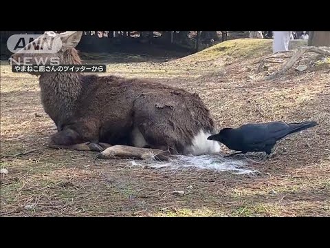 “シカの毛抜く”カラス　“放置”して飛び去る　なぜ…「興味なくなり？」(2023年4月10日)