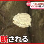 【被害】見頃の「藤の枝」が切断される 福岡市・舞鶴公園