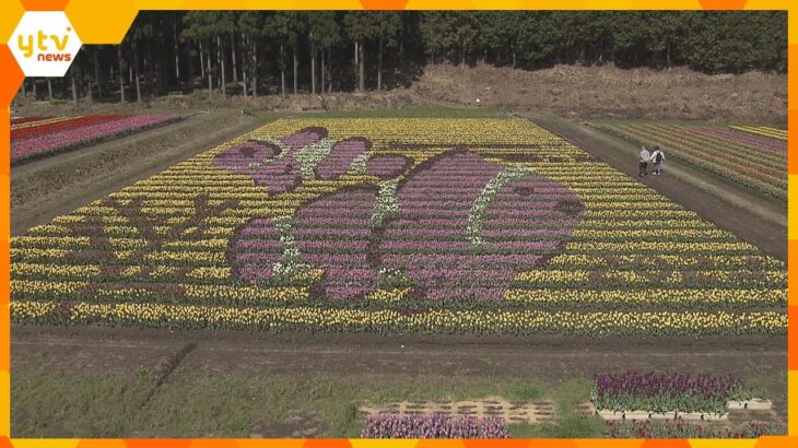 今年のフラワーアートは「カクレクマノミ」咲いた並んだ１００万本のチューリップ　兵庫・豊岡市
