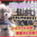 【どうぶつニュースまとめ】初！トイプードルが警察犬に任命/双子の子ヤギを出産！　カメラが捉えた誕生の瞬間/双子パンダのシャオシャオとレイレイ“親離れ訓練”　 など（日テレNEWS LIVE）