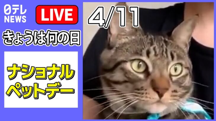 【きょうは何の日】「ナショナルペットデー」 ――ネコの「見たことない光景」/注射しようとすると絶叫する犬/ハムスターの愛車は？　など ニュースまとめライブ（日テレNEWS LIVE）