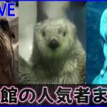 【ライブ】『水族館の人気者アシカ・ラッコ・アザラシのかわいい動画まとめ』 ハイイロアザラシの赤ちゃん/芸達者なラッコ「キラちゃん」 /甘えん坊すぎる「アシカ」 など（日テレニュース LIVE）