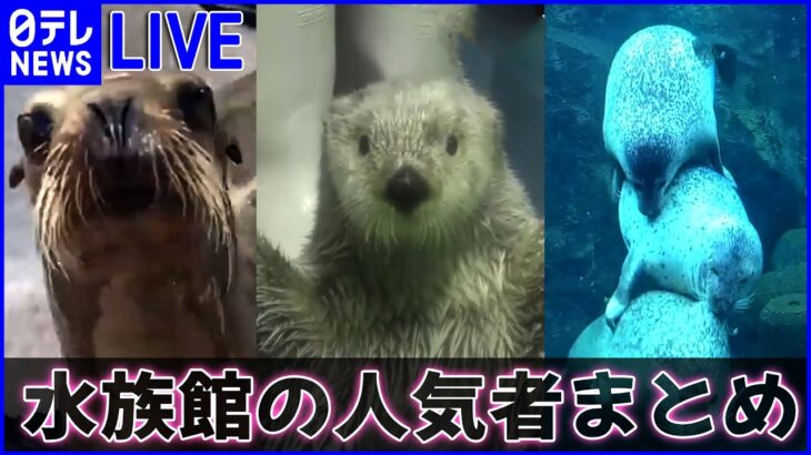 【ライブ】『水族館の人気者アシカ・ラッコ・アザラシのかわいい動画まとめ』 ハイイロアザラシの赤ちゃん/芸達者なラッコ「キラちゃん」 /甘えん坊すぎる「アシカ」 など（日テレニュース LIVE）