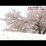 “雪上に咲く満開の桜”にも異変　異例の暖かさで早い雪解け　見ごろも早まる(2023年4月11日)