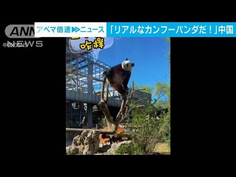 「これこそカンフーパンダだ」木の枝に足掛けバランス　SNS上で話題に　北京動物園(2023年4月11日)