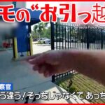 【アメリカ】フロリダでカモの親子が“お引っ越し” 警察官が誘導する映像が話題に