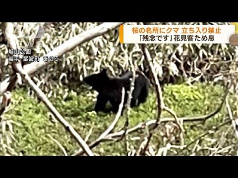 岩手・紫波町　桜の名所にクマ出没・立ち入り禁止に(2023年4月12日)