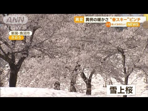 “異例の暖かさ”で…「春スキー」ピンチ　「雪上桜」公開　急きょ9日前倒し(2023年4月12日)