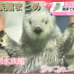 【水族館の人気者】『ラッコ・アザラシ・アシカ』 癒やしのニュースまとめ――News of Sea otters, Seals, Sea Lions for healing（日テレNEWSLIVE）