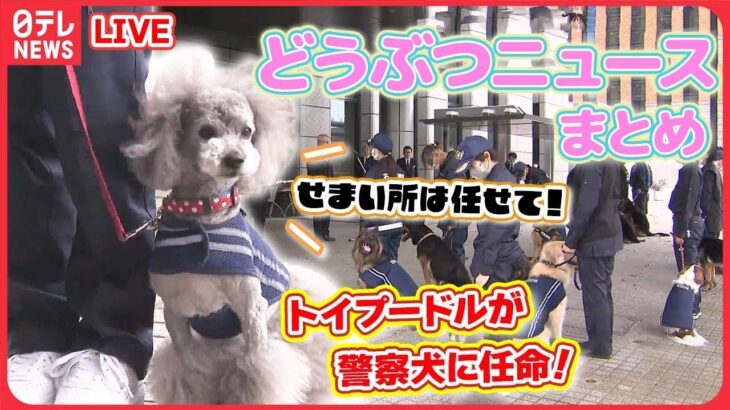 【どうぶつニュースまとめ】初！トイプードルが警察犬に任命/双子の子ヤギを出産！　カメラが捉えた誕生の瞬間/双子パンダのシャオシャオとレイレイ“親離れ訓練”　 など（日テレNEWS LIVE）