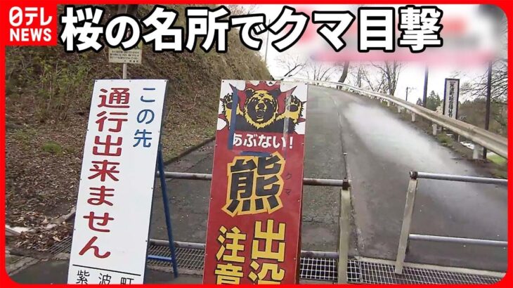 【クマの目撃情報】桜の名所で「全面立ち入り禁止」に 去年も“見ごろ”の時期に… 岩手・紫波町