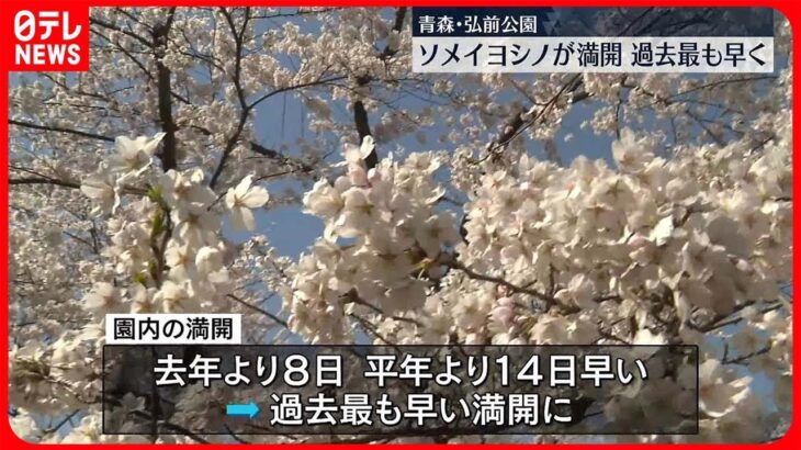 【桜の名所】青森・弘前公園でソメイヨシノが満開　過去最も早く
