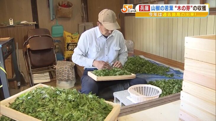 『今年はええ天気で過去最高』山椒の若葉「木の芽」の収穫が最盛期　兵庫県香美町（2023年4月13日）