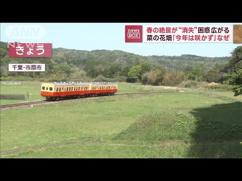 【困惑】春の絶景が“消失” 菜の花畑「今年は咲かず」…なぜ？(2023年4月13日)