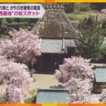 “関西最後”の桜スポット　奈良・天理市の西念寺にある遅咲きのしだれ桜　今週末まで見ごろ