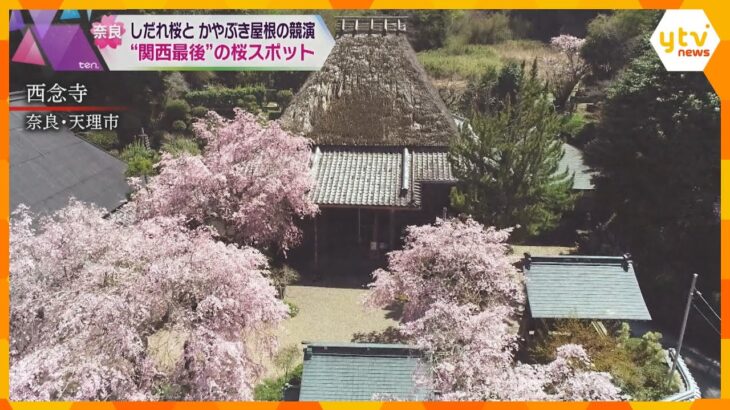 “関西最後”の桜スポット　奈良・天理市の西念寺にある遅咲きのしだれ桜　今週末まで見ごろ