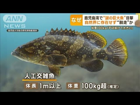 “謎の巨大魚”鹿児島湾で目撃　自然界に存在しないはず…“脱走”か　生態系に影響も(2023年4月14日)