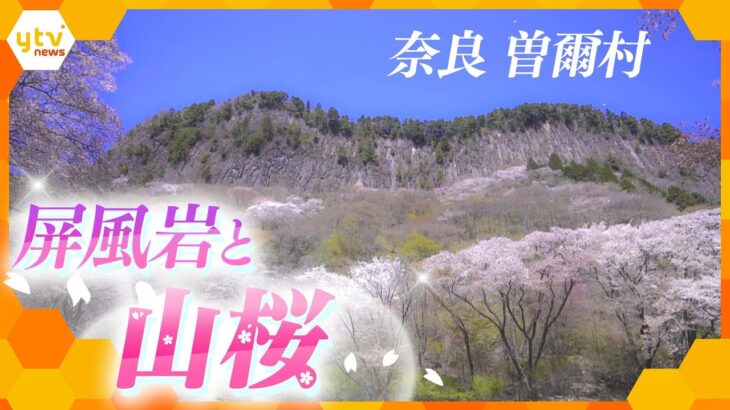 絶景！そびえ立つ断崖の麓に咲く満開の山桜　奈良・曽爾村【かんさい情報ネットten.／映像特集】