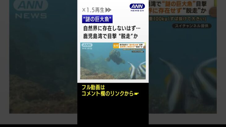 “謎の巨大魚”鹿児島湾で目撃　自然界に存在しないはず…“脱走”か　生態系に影響も　#shorts