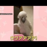 脚を滑らせ…「ウワアアアア！」叫ぶオウム　飼い主「ここまで人間味ある声は初めて」(2023年4月14日)