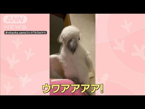 脚を滑らせ…「ウワアアアア！」叫ぶオウム　飼い主「ここまで人間味ある声は初めて」(2023年4月14日)