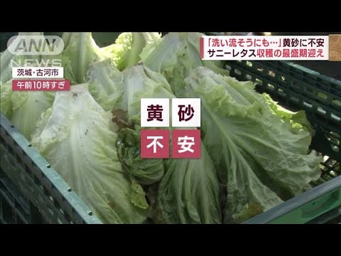 「洗い流そうにも問題が…」サニーレタス収穫最盛期に黄砂の不安(2023年4月14日)