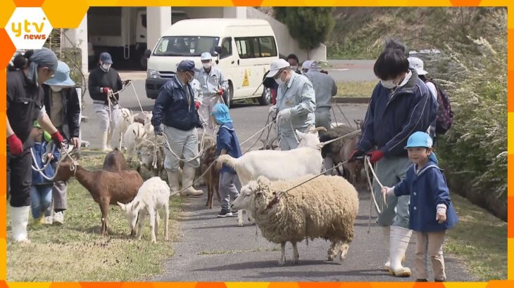 牧場のヤギやヒツジなど２７頭がお引っ越し　冬用の小屋から高原へ　園児もお手伝い　京都・京丹後市