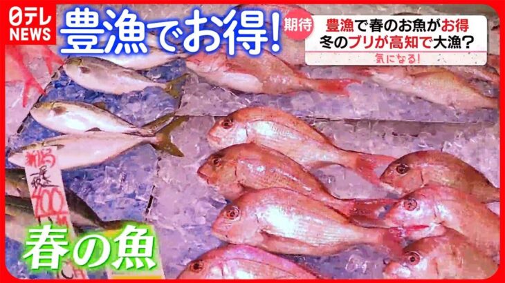 【気になる！】冬が旬の「天然のブリ」高知で大漁？ 豊漁で“春の魚”がお得！