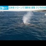 【日本初】クジラの“鼻水”　ドローン採取が成功(2023年4月15日)