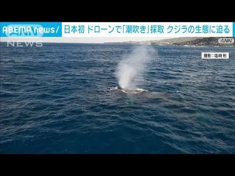 【日本初】クジラの“鼻水”　ドローン採取が成功(2023年4月15日)