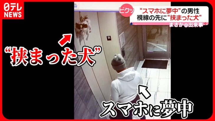 【まさか】スマホに夢中の男性 視線の先に“挟まった犬” アメリカ