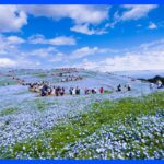 辺り一面を青色に　ネモフィラが満開迎える　茨城・国営ひたち海浜公園｜TBS NEWS DIG