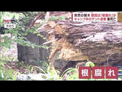 【倒木がテント直撃】“危険な木”見分けるポイントは「葉」(2023年4月17日)