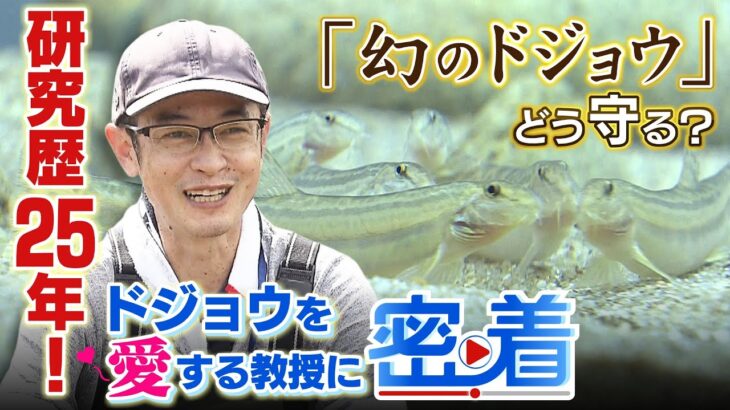 『幻のドジョウ』どう守る？「人工授精で繁殖」「水族館に展示」…”存在を知ってもらうことが重要”と語るドジョウ愛に満ちた研究者（2023年4月14日）