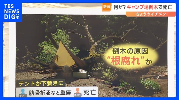 「管理されたキャンプ場での倒木は非常にまれ」 木の近くでテント 注意点は？【解説】｜TBS NEWS DIG
