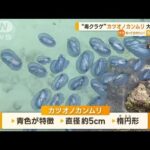 “毒クラゲ”カツオノカンムリに注意　奄美大島に大量漂着「死んでいても触らないで」(2023年4月18日)