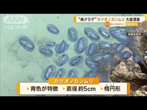 “毒クラゲ”カツオノカンムリに注意　奄美大島に大量漂着「死んでいても触らないで」(2023年4月18日)