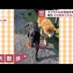 ラブラドルが秋田犬を連れ　毎日犬を散歩させる犬！？(2023年4月18日)