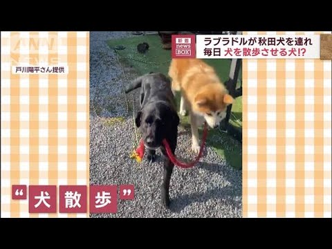 ラブラドルが秋田犬を連れ　毎日犬を散歩させる犬！？(2023年4月18日)