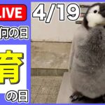 【きょうは何の日】「飼育の日」――“無銭飲食”するチンチラ / 「動かない鳥」が“水ガブ飲み”/ 赤ちゃんペンギンと飼育員が攻防　など　ニュースまとめライブ（日テレNEWS LIVE）